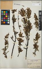 Foto von Salix korsakoviensis H. Lév.